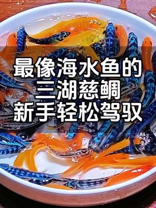 #强烈推荐 #三湖慈鲷 #养鱼日记 #观赏鱼推荐 #鱼儿自由自在的水中游 @DOU+上热门 @DOU+小助手 @抖加🔥上热门🔥dou+🔥热点宝