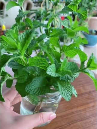 四季阳台室内薄荷盆栽,柠檬发芽,可食用发芽,留兰香发芽 观赏留香薄荷籽#薄荷种子 #四季阳台盆栽 #可食用薄荷种子