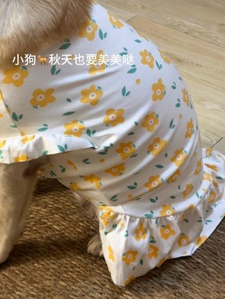 谁家毛孩子没有个秋天的花裙子!#标记万物  #萌狗 #毛孩子也是孩子 #毛孩子的日常 #是宠物也是家人