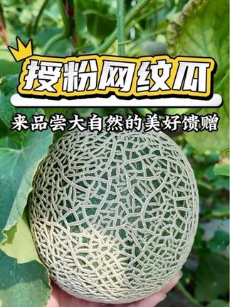 来蜂果家感受大自然的美好馈赠 #网纹瓜 #自然成熟 #蜜蜂授粉 #新农人#牛3蜜瓜