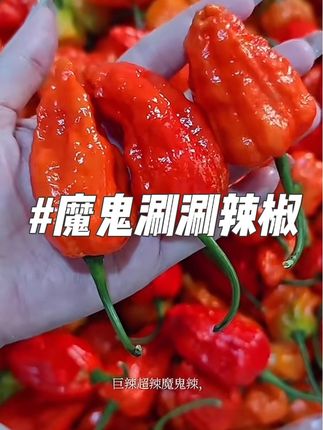 老乡们,你们要的新鲜涮涮辣给你们找着了!这种涮涮辣是特别辣的,你们能吃辣的就去拍,不能吃辣的就别拍了。它不是干辣椒,是新鲜的涮涮辣,这个辣椒特别辣,越辣越上头,越辣越想吃。平时吃米线、吃面条的时候可以放一点,特别好吃,喜欢的老乡赶紧去拍!