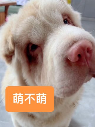 你们说丑不丑,萌不萌,可不可爱
