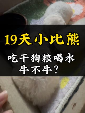 #养狗经验分享 #新手养狗 #狗霸天繁育粮 #冷轧粮 19天比熊就能吃的干狗粮,不用泡水,直接吃粮喝水,这就是狗霸天开口粮,太省心了!
