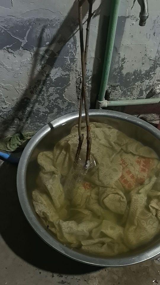 苗太小,对不对版也不知道,没有土球。#我在抖音买买买
