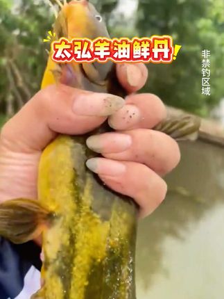 你还在用蚯蚓钓鱼吗,不妨试试这款颗粒饵#钓鱼 #钓鱼饵料 #太弘鲜丹 #羊油饵料 #黄辣丁