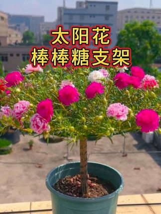 太阳花棒棒糖造型教程#太阳花棒棒糖#太阳花造型#爱生活爱养花#养花小技巧