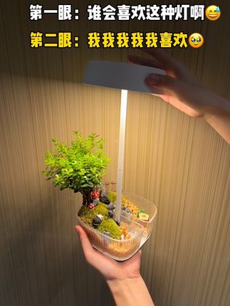 台灯下的世界!#提升幸福感好物 #DIY盆景#小夜灯#微观造景 #植物补光灯