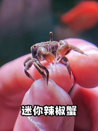 谁懂啊!这迷你辣椒蟹太绝了!指甲盖大的小身板,红褐壳子带白斑,爬石头、钻沙堆,跟小机器人似的,手机怼近拍全是萌点! 不仅可以放大鱼缸,小玻璃罐+点沙子也能养,一周喂次鱼食,新手零翻车~ 放书桌、窗台,写作业刷剧瞟一眼,治愈感直接拉满! #萌宠 #养鱼日记 #辣椒蟹 #观赏蟹 #迷你辣椒蟹