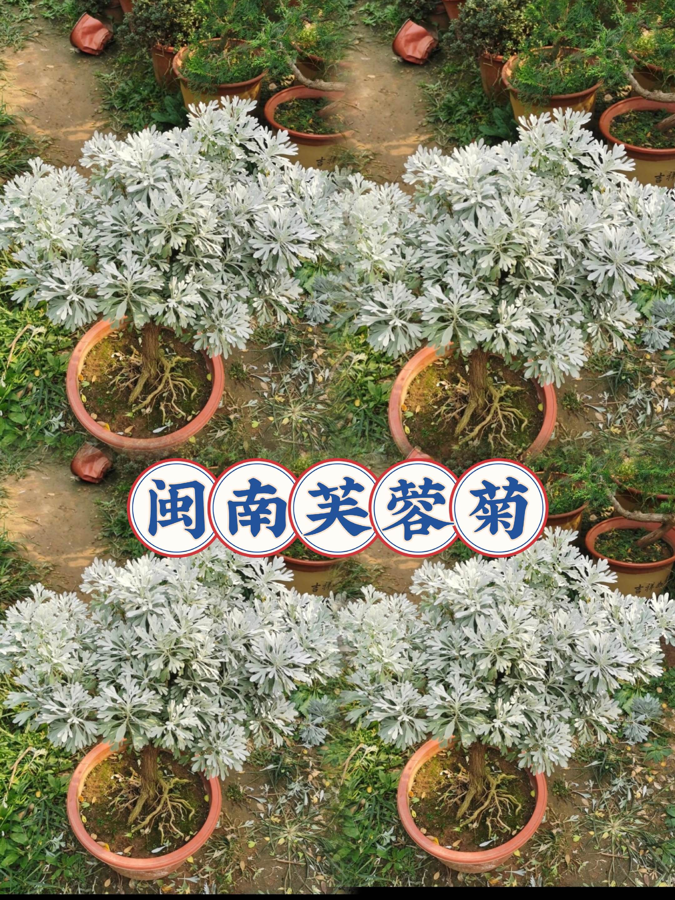 #花卉绿植