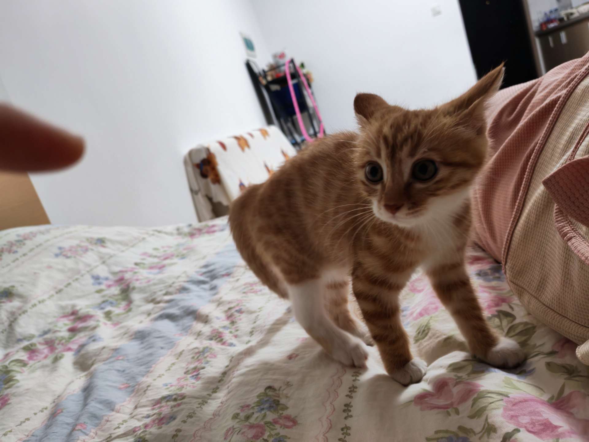嗯……#小奶猫的成长日记 #铲屎官的戏精猫咪
