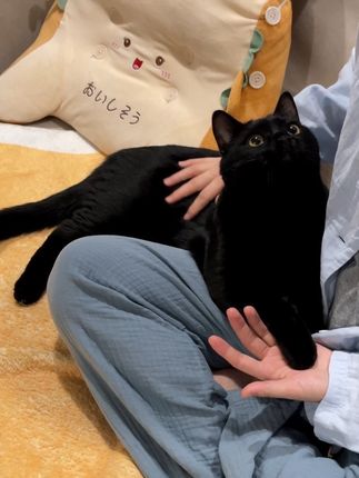 小猫喜欢一个人的眼神是藏不住的… #黑猫#记录猫咪日常#霍尼韦尔猫用净化器#霍哈宝#霍尼韦尔空气净化器