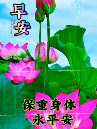 #赏花🌸听歌🎶 #荷花美景视频