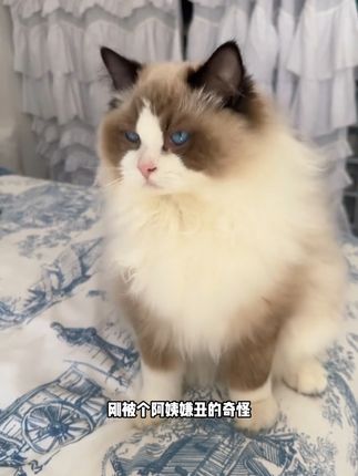 最好的亲近从来不是勉强,是用对它喜欢的方式 #人宠情深