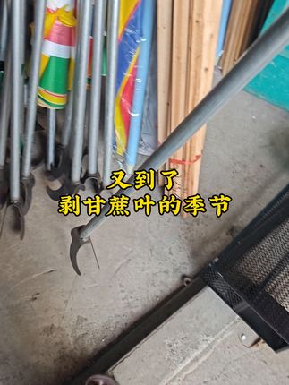 #创作灵感 又到了剥甘蔗叶的季节,你家剥甘蔗叶工具准备好了吗#剥甘蔗叶 #剥甘蔗叶神器 #户外用品 #小庆甄选 @DOU+小助手