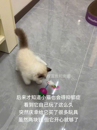 两块钱,买我的小猫开心#萌宠 #猫咪 #宠物玩具 #猫玩具