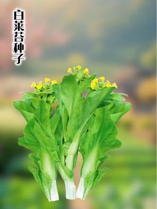 #蔬菜种子 #新农人计划 #农产品 #日常生活 #农家菜园