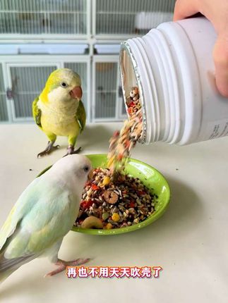 食材丰富的鹦鹉无壳鸟粮 每天喂一顿 鸟宝营养更全面。#鹦鹉增肥粮 #鹦鹉无壳粮 #鹦鹉营养补充
