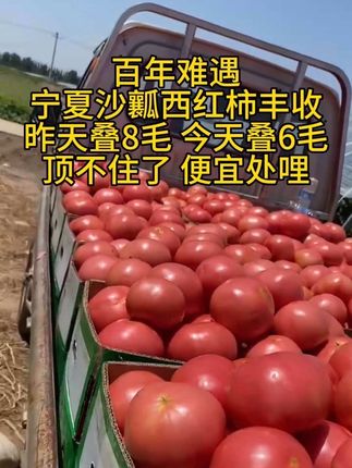 #沙瓤西红柿#好吃到停不下来 #超便宜超划算 #西红柿#优质农产品