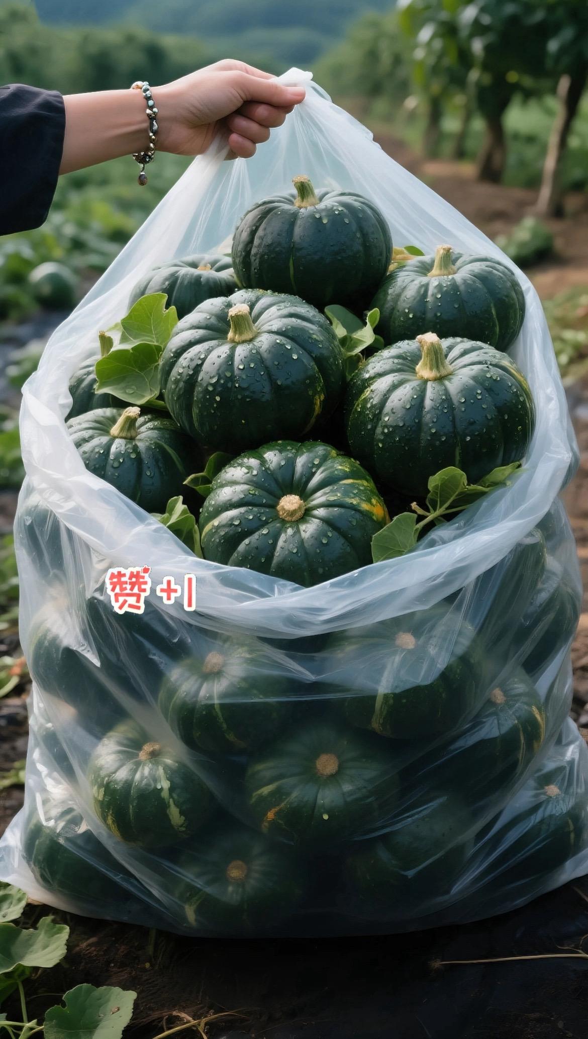 营养又好吃的贝贝南瓜来活动了,收到直接带皮蒸,口感特别像板栗的味道,绵绵软软的特别好吃!小孩都爱吃,姐妹们赶紧给家里安排吧!#贝贝南瓜 #贝贝南瓜粉糯香甜 #优质农产品 #大人小孩都爱吃#董老师