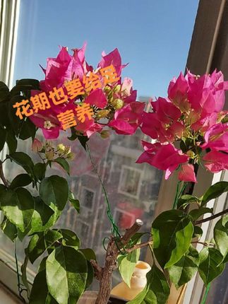 #阳台种植 盛花的 #三角梅 就像女人坐月子,需要补足营养才能花满枝头