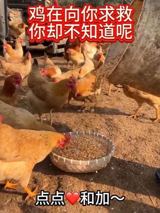 鸡在向你求救,你却不知道呢#三农 #鸡鸭鹅养殖 #知识分享 #养鸡人 #养鸡