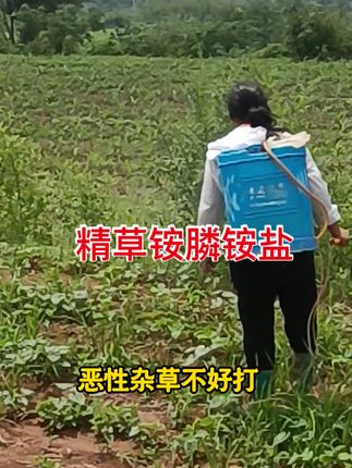 #精草铵膦铵盐 #除草剂#三农#农业种植#农抖音助农