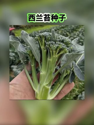 【6.99三包】西兰苔种子!耐热耐寒夏播秋播蔬菜种子春播! #三农 #蔬菜种子 #西兰苔种子 #农业种植 #家庭种植