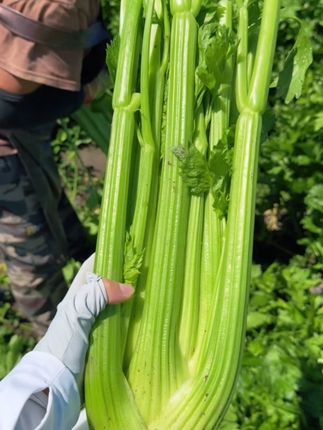 #安疗西芹汁 #西芹汁的好处 现摘现发,榨汁西芹