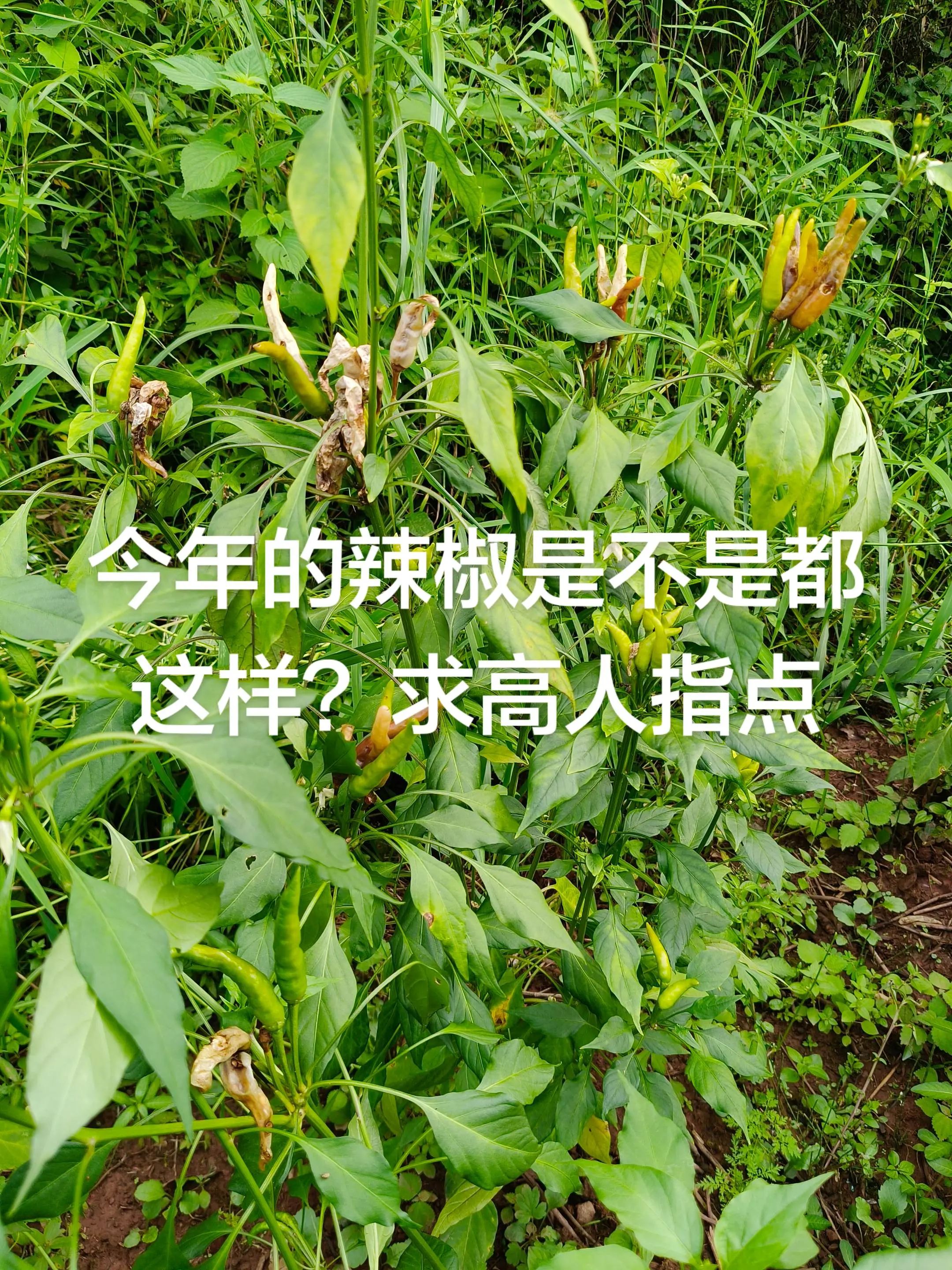 网上的药全是骗人的 - 抖音