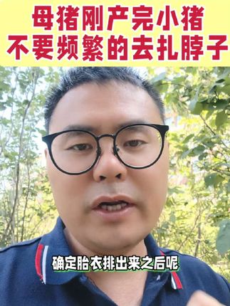 母猪产完小猪后,不要频繁扎脖子了#母猪#养猪人#养猪人加油干#三农#抖音助农
