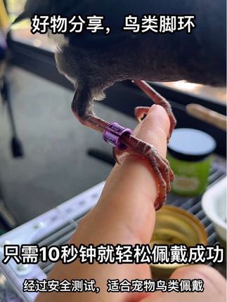 只需10秒钟轻松给我家鸟宝佩戴了他的专属脚环#金属鸟类脚环 #养鸟好物实测 #鸟类用品分享#养鸟日常
