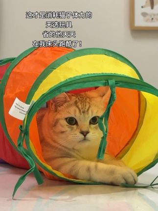 为了不让猫子半夜床头跑酷,为娘也是煞费苦心挑选了这款玩具😎 #猫咪 #猫咪玩具 #猫咪互动游戏 #增进友谊小游戏 #有趣