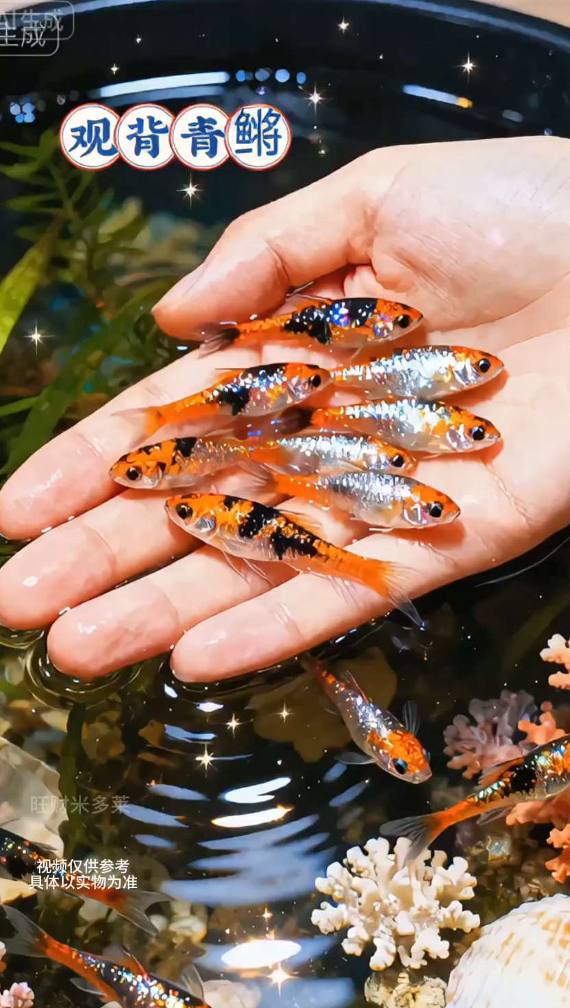 观背青鳉|掌中星河,缸里精灵身携星光,色。观背青鳉|掌中星河,缸里精灵 身携星光,色如霓虹,小小身躯藏满银河烂漫。 冷水易养,小缸可栖,静时闪金流彩,动时群游成画。 把星空装进鱼缸,让这抹灵动亮色,点亮你的水世界。#观背青鳉 #观赏鱼 #养鱼人