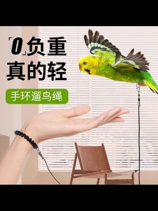 带小鸟出门一定要带上放飞绳#放飞绳 #鹦鹉#好物分享#好物推荐#宠物好物