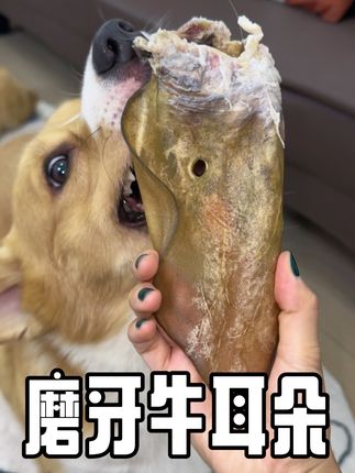牛牛真的浑身都是宝啊,耳朵用来给狗狗磨牙,不大不小刚刚好~ #磨牙牛耳朵 #宠物牛耳朵 #磨牙棒 #磨牙零食 #狗零食