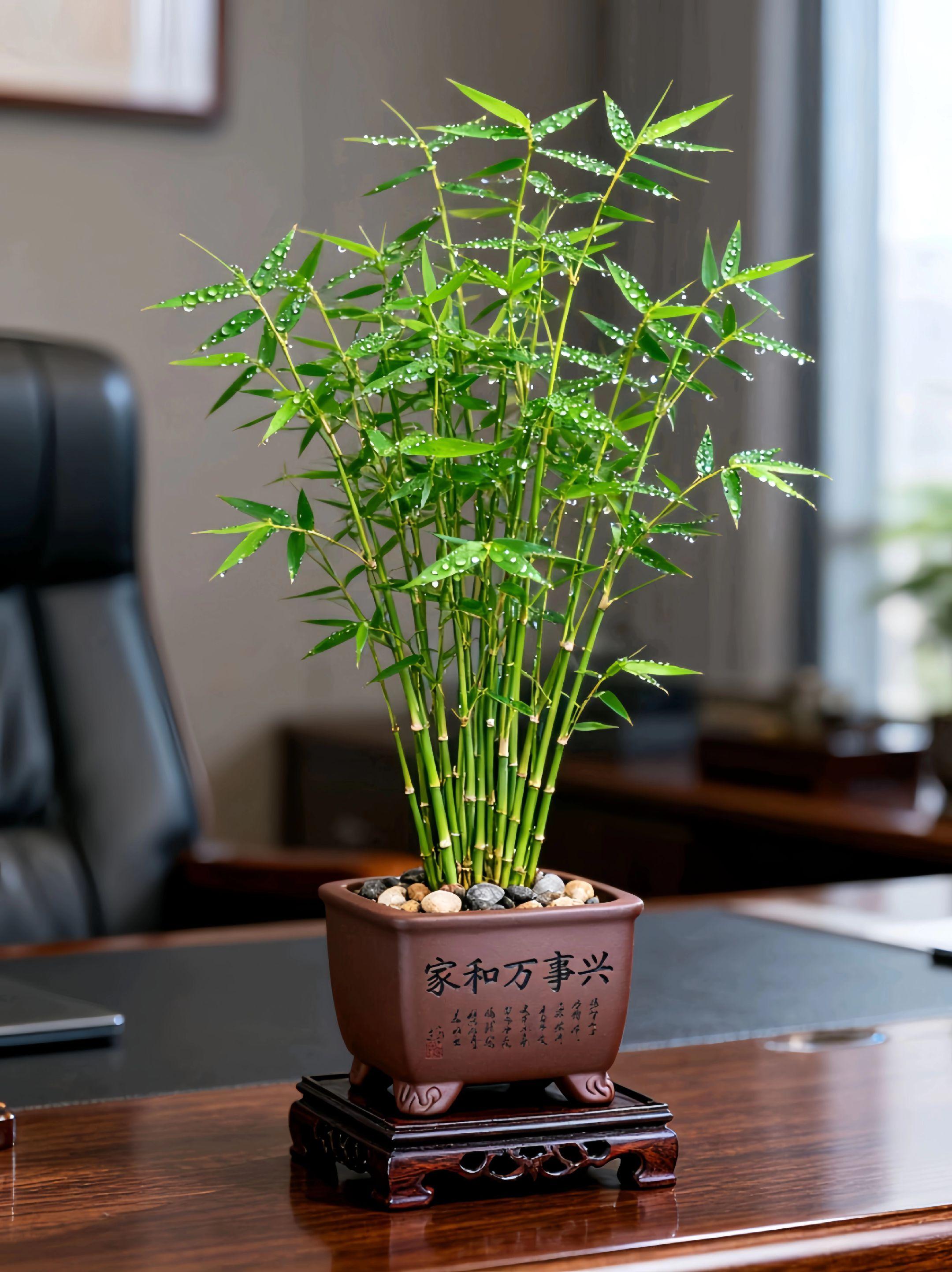 想给生活添点清新雅致?快看看米竹盆栽!它就像绿色的精灵,叶片似凤尾般灵动,四季都郁郁葱葱。摆室内,瞬间让房间充满生机,工作学习累了,看看它,眼睛和心情都能放松;放庭院,与周围景色相得益彰,增添自然野趣。 米竹简直是“新手友好型”绿植,好养易活,不用你精心呵护,偶尔浇浇水,就能长得生机勃勃。还能净化空气,让家时刻保持清新。别犹豫,赶紧把这份美好带回家! #米竹 #米竹盆景 #小叶米竹 #禅意盆栽 #室内绿植