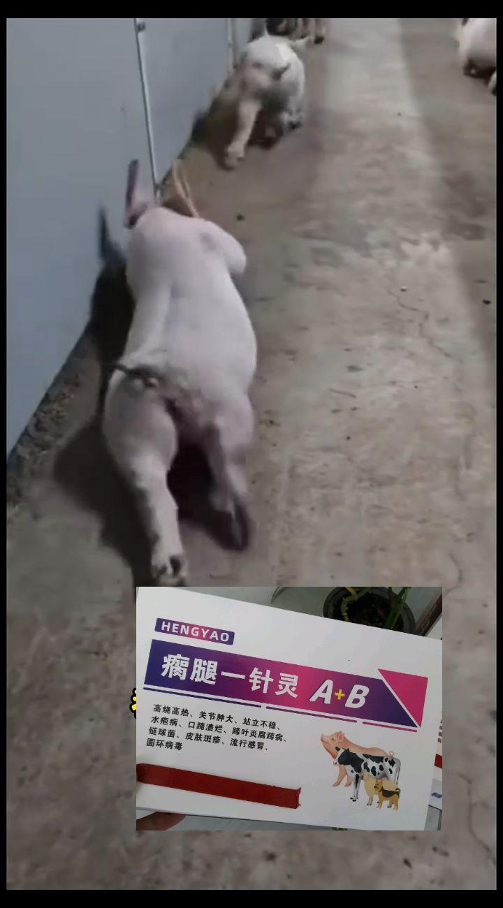 #养猪人 #自繁自养 #养猪人加油干 #养猪人不容易 #养殖人