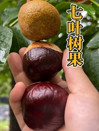 七叶树的果子,长得非常像板栗,但它却是有毒的,最近是上山捡栗子的季节,大家千万别搞错了呦~#七叶树 #植物科普 #板栗 #野板栗 #进山捡板栗