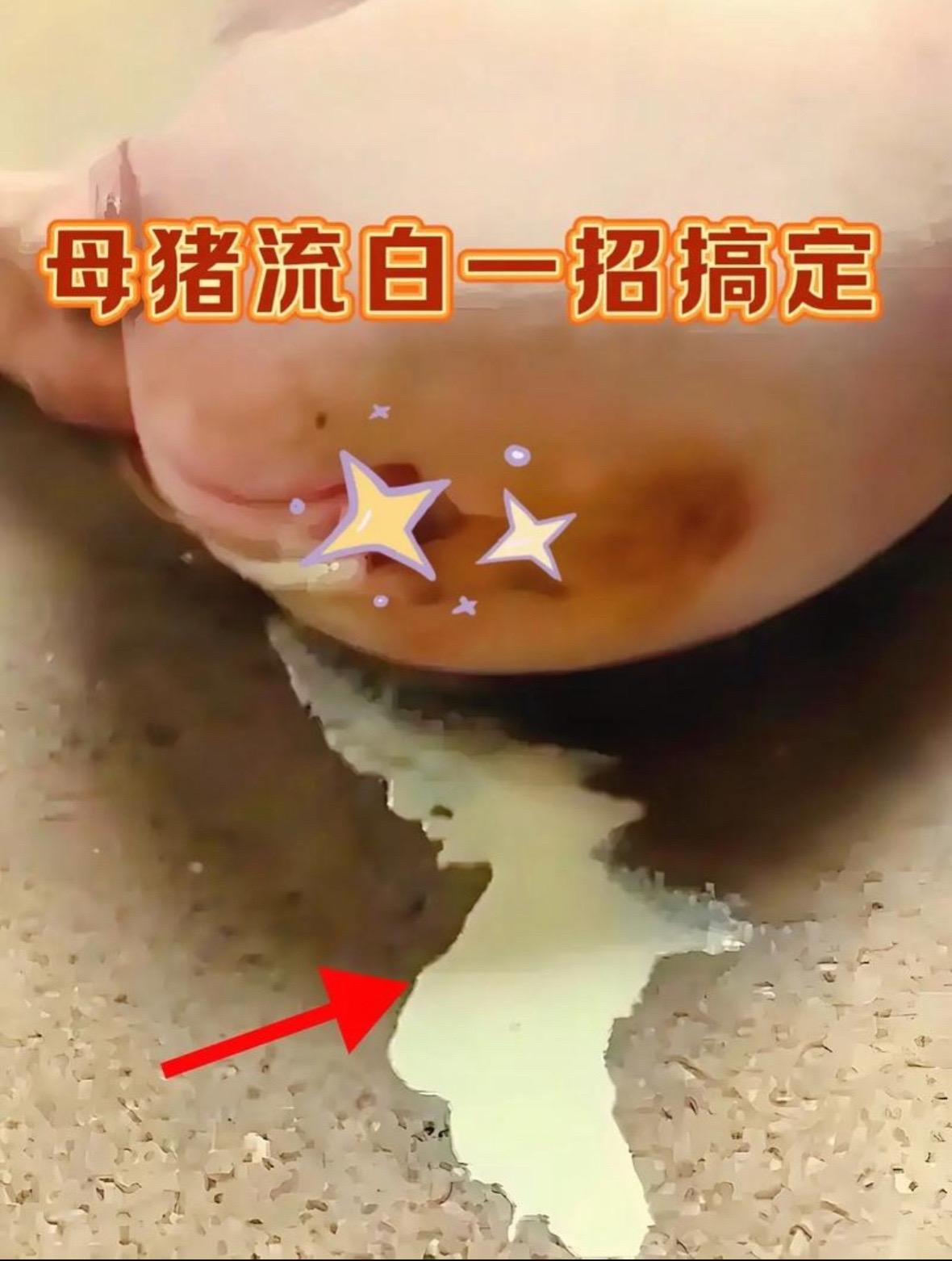 #母猪 #猪 #猪病 #猪病预防 #小猪 母猪产后流白,无需打针,用对一招轻松解决