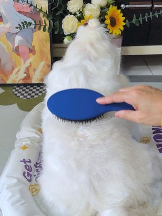 这是我用过最好用的梳子,它是猪鬃毛加尼龙针做成的猪鬃毛梳,高回弹设计,柔软舒适给狗狗梳毛不抗拒,猪鬃加尼龙针高低交错,可以很好的把毛发底层浮毛梳出来,每天给狗狗梳几下按摩的同时还能促进血液循环#萌宠好物 #佩应美#宠物梳子推荐 #宠物梳子