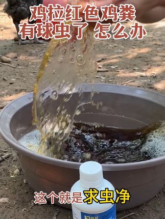 #三农养殖 #养鸡 #鸡鸭鹅养殖 #鸡球虫#农村散养土鸡