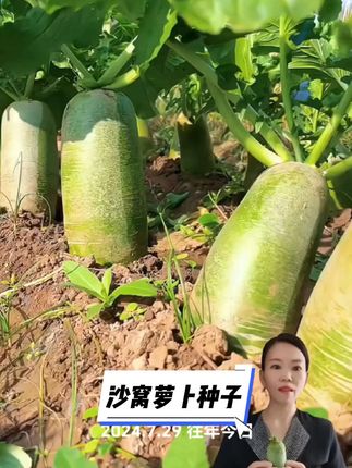 亲爱的家人们,现在正是种植萝卜的时候,有喜欢吃的就一起种起来吧#萝卜种植 #萝卜种子 #蔬菜种植 #沙窝萝卜 #阳台小院均可种植