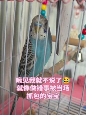 到家一个月,虎皮鹦鹉会说话啦~
瞅见我就不说了,好可爱~哈哈哈
#萌宠日常记录 #动物的迷惑行为 #虎皮鹦鹉说话 #鹦鹉 #鹦鹉鹦鹉萌萌哒逗鹦鹉