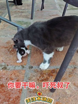 #短视频变现话题 #可爱的小猫咪 #家有萌宠 #猫咪 #流浪猫 小奶猫偷偷溜到胖叔屁股后面,把他吓一大跳!😱