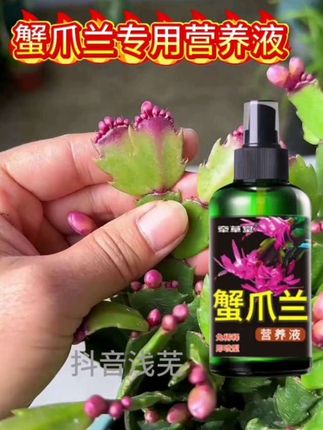 这样做蟹爪兰药开花,开花多#蟹爪兰不开花怎么办 #蟹爪兰专用营养液 #蟹爪兰营养液 #蟹爪兰催花方法