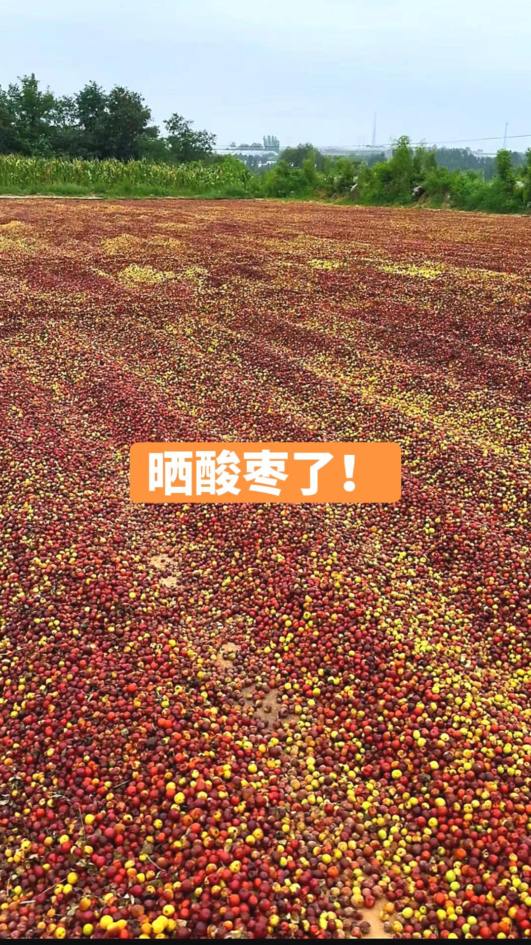 不抢青,自然成熟的酸枣出的仁才更好!不抢青,自然成熟的太行山酸枣, 经过自然晾晒和风干,去出果肉,砸开果核, 才得到大家想要的酸枣仁! 都是颗粒饱满,红光油面的, 大家需要的好酸枣仁! #酸枣仁 #国产酸枣仁#酸枣仁推荐#正宗国产酸枣仁#优质农产品 #优质农产品