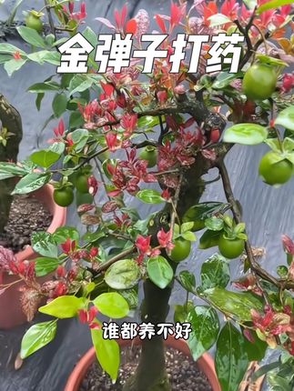 夏天养#金弹子 不打药,谁都养不好,半个月用#植物双效灵。喷一喷,这个夏季远离病害,叶片干净健康#病害防治 #养花小知识