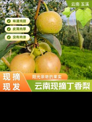#丁香梨#随拍#上热门#好物分享#爱雅