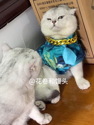 拍排毛猫条活动开始啦,活动时间有限,抓紧屯啦!#吃货猫 #猫咪夫妻之间的互动有多可爱 @花卷和馒头