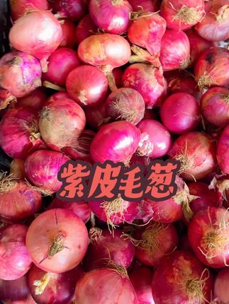 #每日分享 东北紫皮毛葱